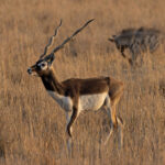 Blackbuck with a Striped Hyaena in the background (image by Mike Watson)