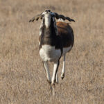 A fine male Blackbuck struts around his harem at Blackbuck National Park (image by Mike Watson)