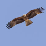 Booted Eagle at Little Rann of Kutch, its ‘landing lights’ are on (image by Mike Watson)
