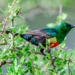 A beautiful Beautiful Sunbird (image by Oliver Krueger)
