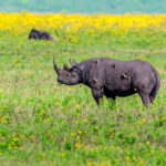 As close to a Black Rhino as we got during this trip (image by Oliver Krueger)