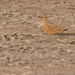 The gorgeous Chestnut-bellied Sandgrouse at Little Rann of Kutch (image by Mike Watson)