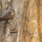 Often heard, seldom-seen Common Hawk Cuckoo (or ‘Brainfever Bird’) at Tadoba Andhari Tiger Reserve (image by Mike Watson)