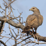 Crested (or Oriental) Honey Buzzard at Tadoba Andhari Tiger Reserve, the blood red eye indicates it is a male (image by Mike Watson)