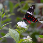 The dramatic Crimson Rose, a species of swallowtail butterfly at Tadoba Andhari Tiger Reserve (image by Mike Watson)