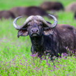 A Cape Buffalo on guard (image by Oliver Krueger)