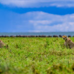 Our only cheetah sighting of the trip (image by Oliver Krueger)