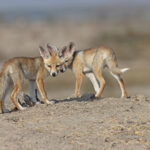 Desert (Red) Fox cubs by their den at the Little Rann of Kutch (image by Mike Watson)