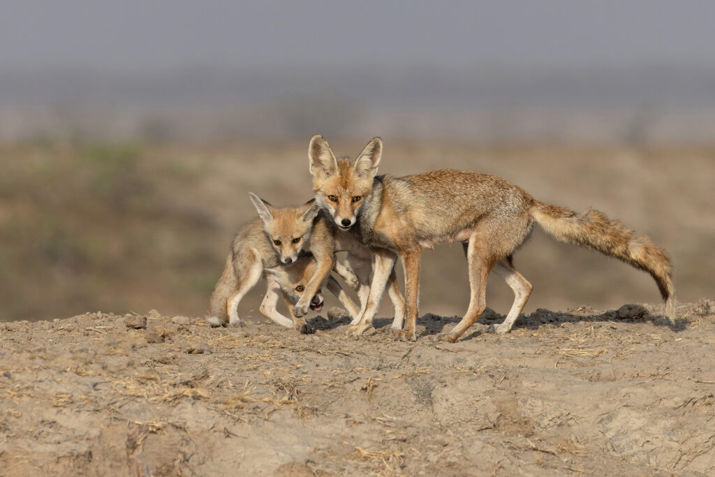 A vixen Desert Fox and her delightful cubs at Little Rann of Kutch – one of the highlights of the tour! (image by Mike Watson)