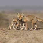 A vixen Desert Fox and her delightful cubs at Little Rann of Kutch – one of the highlights of the tour! (image by Mike Watson)