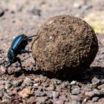 A Dung Beetle rolls about ist business (image by Oliver Krueger)
