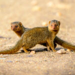 Two Dwarf Mongoose (image by Oliver Krueger)