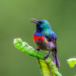 An Eastern Double-collared Sunbird male advertises its territory (image by Oliver Krueger)
