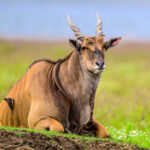 A completely relaxed eland ruminates kneeling down (image by Oliver Krueger)