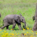 A young elephant calf is protected by an older sibling and its mother (image by Oliver Krueger)