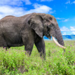 One of the many old elephant males in the crater (image by Oliver Krueger)