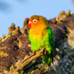 The beautifully coloured Fischer's Lovebird (image by Oliver Krueger)