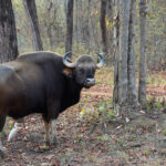 Gaur bull at Tadoba Andhari Tiger Reserve – absolute unit! (image by Mike Watson)