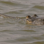 A female Gharial enters the water at the Chambal River (image by Mike Watson)