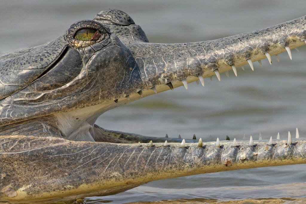 Needle-like Gharial teeth are adapted for catching fish, they are of no danger to humans (image by Mike Watson)