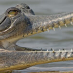 Needle-like Gharial teeth are adapted for catching fish, they are of no danger to humans (image by Mike Watson)