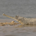 The critically endangered Gharial has declined by 98% since the 1930s and is now only found in a small number of unpolluted large rivers in Southern Asia. The Chambal is one of its last sanctuaries (image by Mike Watson)
