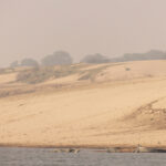 Gharials lay their eggs in the sandy banks of the Chambal River (image by Mike Watson)