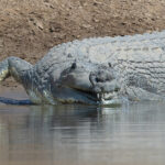 A rare close-up view of a male Gharial’s pot or ‘ghara’, which gives it its name (image by Mike Watson)