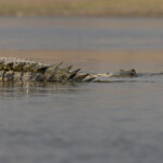 Gharials have impressive spiky tails (image by Mike Watson)