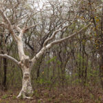 It is easy to picture Jesus on the Cross on this Ghost Tree at Tadoba Andhari Tiger Reserve (image by Mike Watson)
