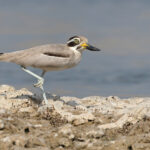 A terrific close encounter with the bizarre Great Stone-curlew, another declining inhabitant of Northern India’s large, slow-flowing rivers, which can be easily seen at the Chambal River (image by Mike Watson)
