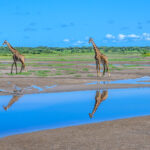 Giraffe males and their mirror image close to Lake Ndutu (image by Oliver Krueger)