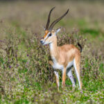 A male Grant's gazelle finds herself in unusual tall grass (image by Oliver Krueger)