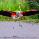 A Greater Flamingo comes in to land on the shore of Lake Magadi (image by Oliver Krueger)