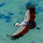 A flying Grey Crowned Crane is a marvellous sight (image by Oliver Krueger)