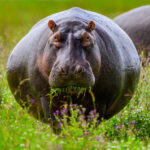 A rather round hippo grazing in bright daylight (image by Oliver Krueger)
