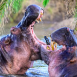 Two male hippos fully engaged in a fight (image by Oliver Krueger)