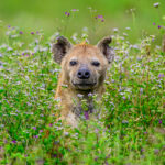 A flower-encircled hyena on the Ndutu plains (image by Oliver Krueger)