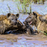 Hyenas in a feeding frenzy over a wildebeest (image by Oliver Krueger)