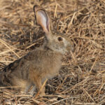 Indian Hare, Blackbuck National Park (image by Mike Watson)