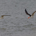 Indian Skimmer is another endangered inhabitant of the Chambal River, we did not see any skimming this year (image by Mike Watson)