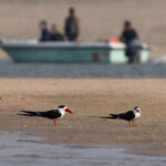 Indian Skimmers and tourists at the Chambal River (image by Mike Watson)