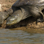 An endangered Indian Softshell Turtle slides into the Chambal River, almost everything there is at least endangered (image by Mike Watson)