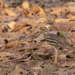 Indian Stone-curlew hides in plain sight at Tadoba Andhari Tiger Reserve (image by Mike Watson)