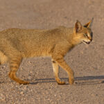 The Caracal-like ears of the lovely Jungle Cat at Tadoba Andhari Tiger Reserve (image by Mike Watson)