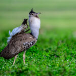 Kori Bustard in full display (image by Oliver Krueger)