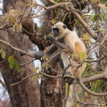 Langur monkeys like to eat tree flowers! (image by Mike Watson)