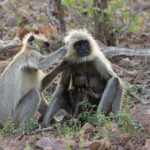 Hang on there’s another one, langurs are such fun to watch when there’s not any tiger action going on (image by Mike Watson)