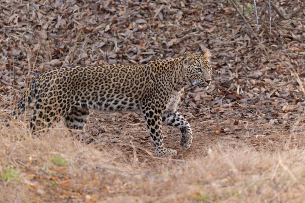 A truly gorgeous Leopard lit up our early morning at Tadoba, it was sadly a reminder for some not to stop for peacocks during big cat time (image by Mike Watson)