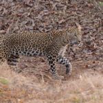 A truly gorgeous Leopard lit up our early morning at Tadoba, it was sadly a reminder for some not to stop for peacocks during big cat time (image by Mike Watson)